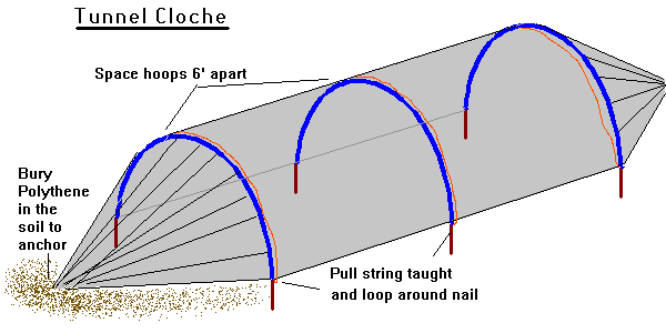 Tunnel Cloche