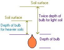 bulb