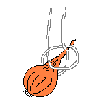 stringing onions 3