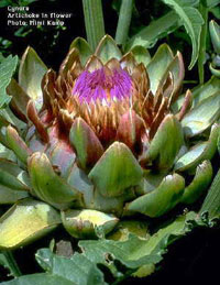 Globe Artichokes