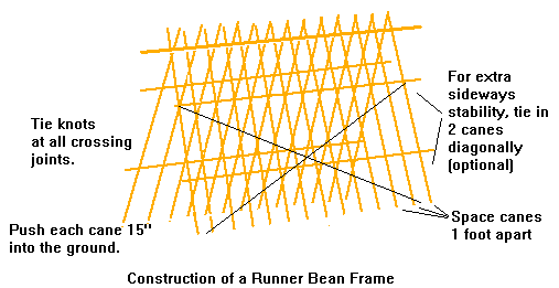 Frame for growing Runner Beans