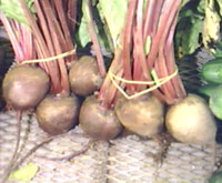 Beetroot