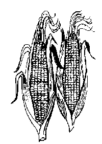 Sweetcorn