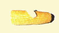 Sweetcorn with butter