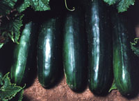 Cucumbers