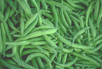 French Beans