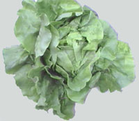 Lettuce