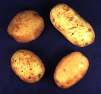 Potatoes