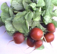 Radishes