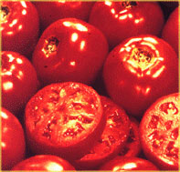 Tomatoes