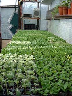 Propagation in greenhouse