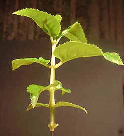 a typical cutting taken from a plant over wintering in a warm greenhouse