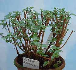 Fuchsia - small compact growth