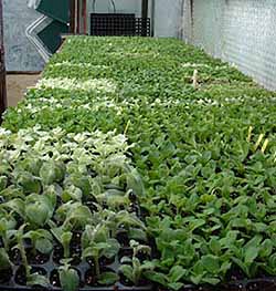 Propagation in greenhouse