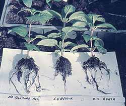 Results of test programme of rooting aids