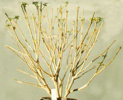 Fuchsia plant before pruning