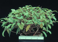 A 9cm pot plant