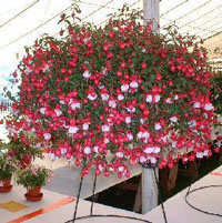 Growing Fuchsia in baskets