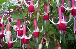 Fuchsia flowers