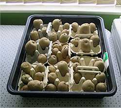 Chitting potatoes 