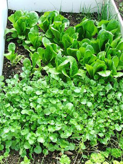 Salad Bed June 2009