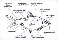 Fish Appearance